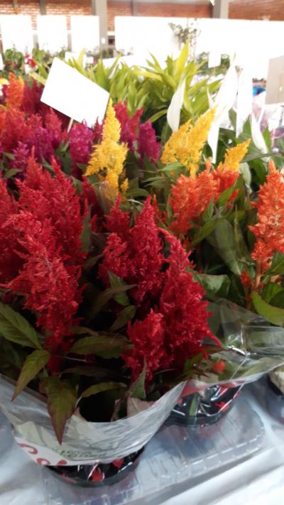 O Rotary Club de Laranjeiras do Sul estará promovendo a tradicional feira de mudas, com diversas opções de mudas frutíferas, ornamentais e flores.